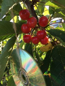 discs hanging in tree to protect bunch of red cherry's from birds